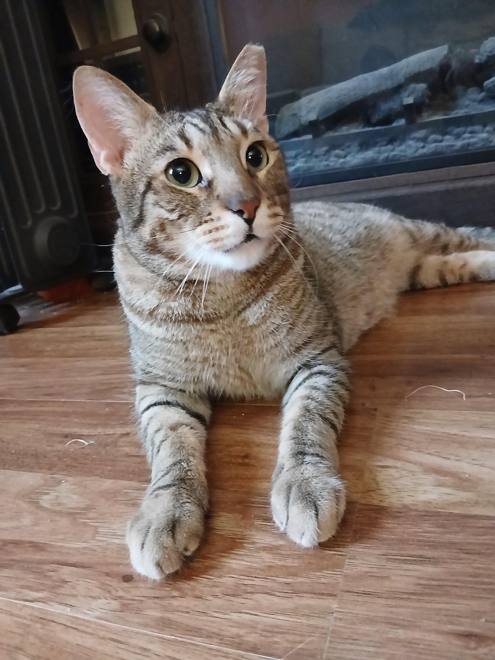 Enlarge Nick, a Adoptable Domestic Short Hair in Philadelphia, PA image 3/3