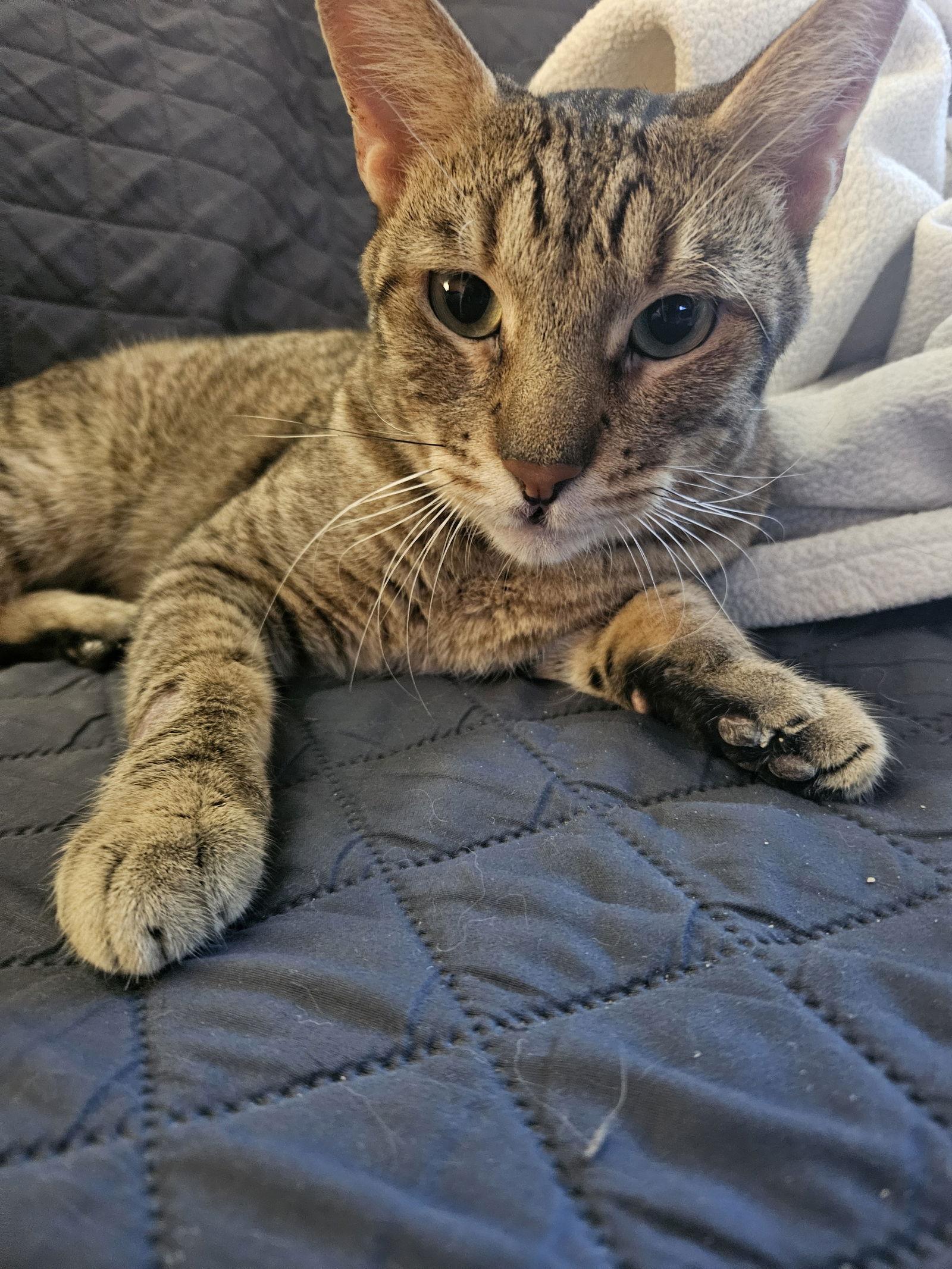 Enlarge Nick, a Adoptable Domestic Short Hair in Philadelphia, PA image 3/3