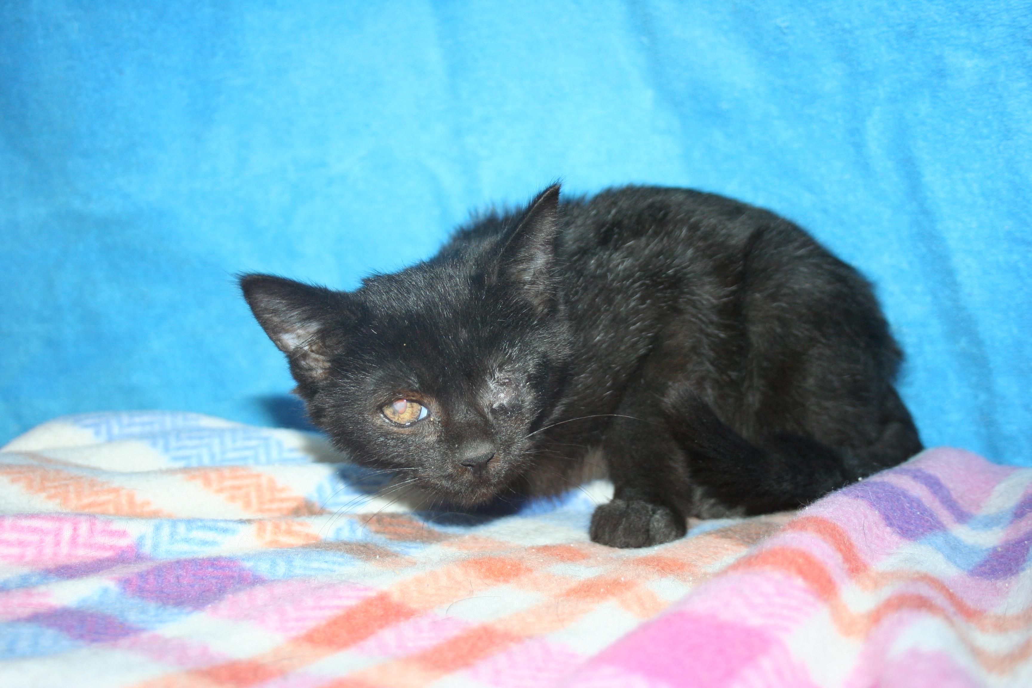 Enlarge Miss Violet, an adopted mixed breed in Howell, MI image 2/5