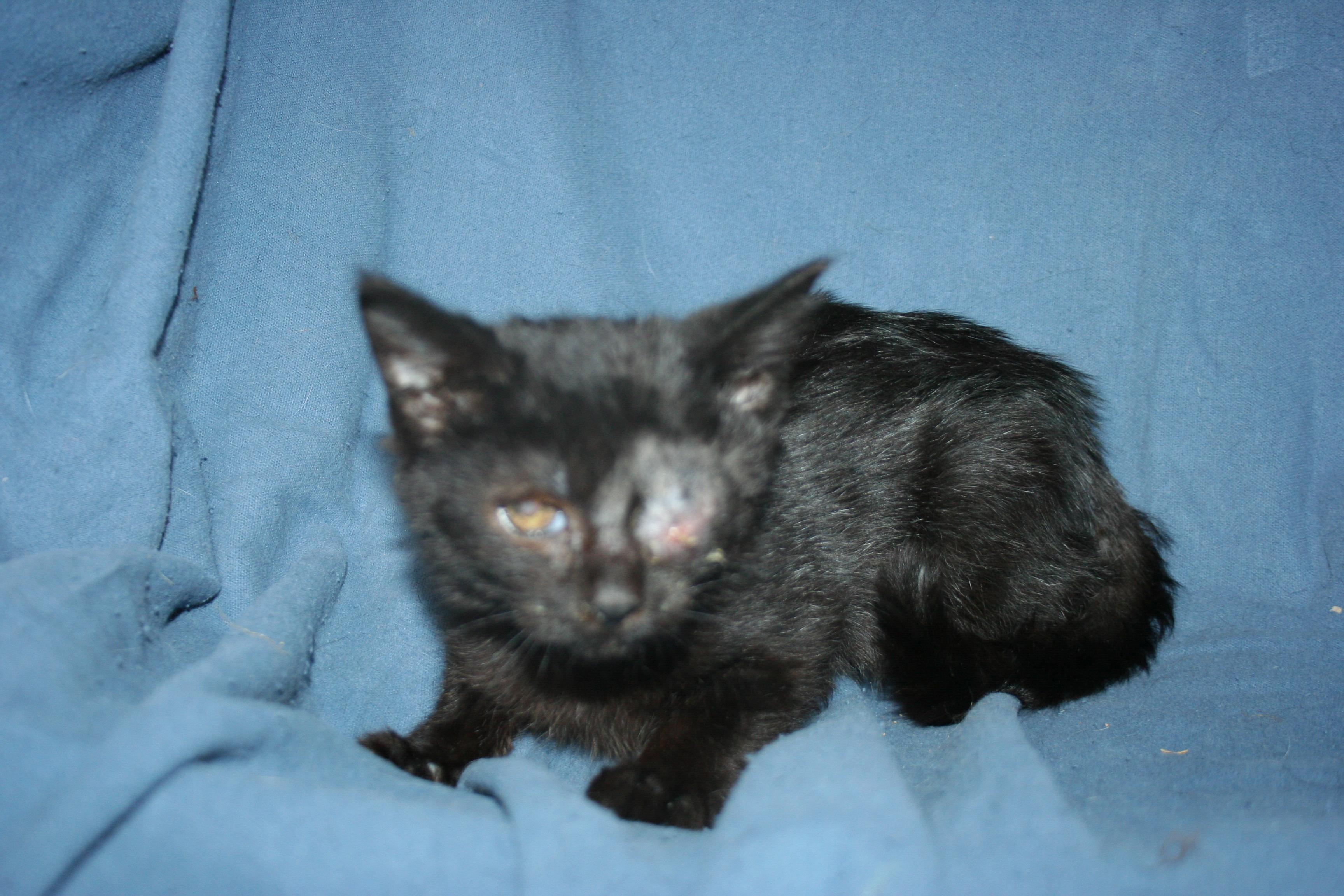 Miss Violet, a Adoptable mixed breed in Howell, MI image 3/5