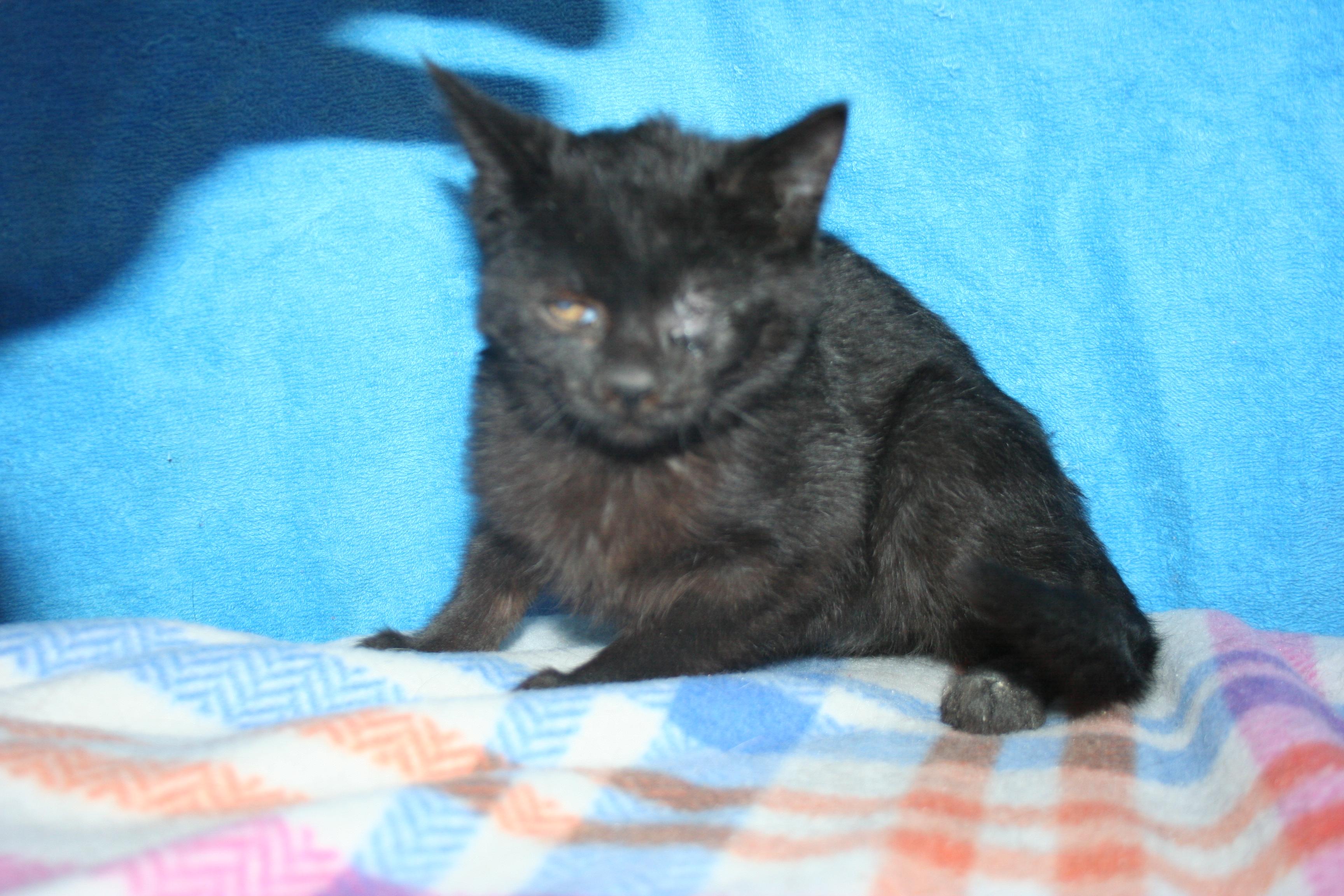 Enlarge Miss Violet, an adopted mixed breed in Howell, MI image 3/5