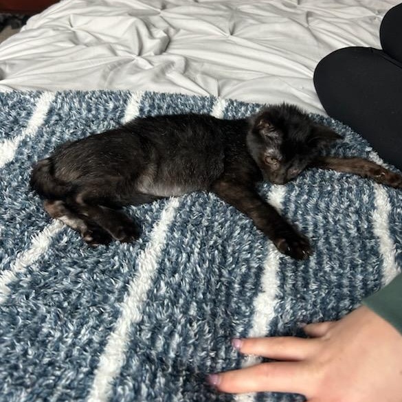 Miss Violet, a Adoptable mixed breed in Howell, MI image 1/5