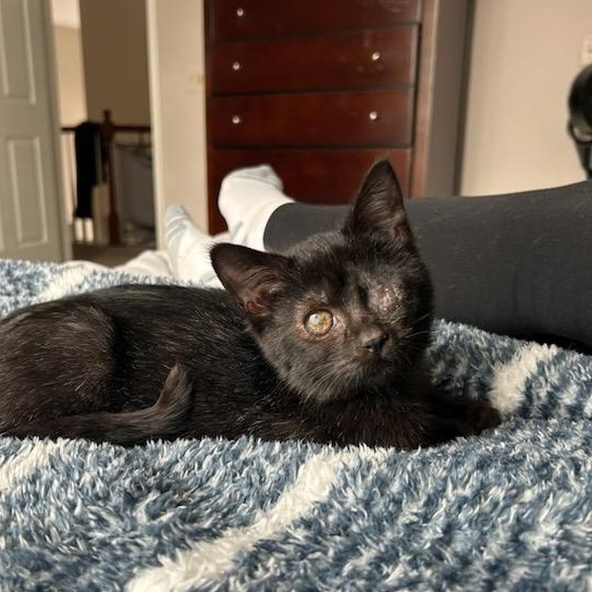 Miss Violet, a Adoptable mixed breed in Howell, MI image 2/5