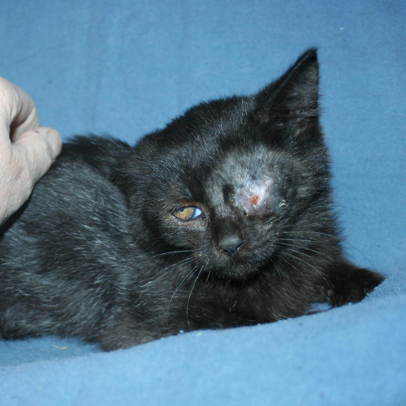 Miss Violet, a Adoptable mixed breed in Howell, MI image 5/5