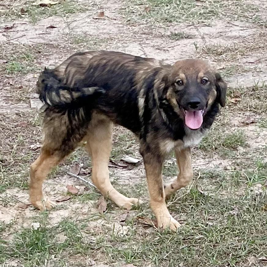 Trinity, Adoptable, Young Female Australian Cattle Dog / Blue Heeler & Australian Shepherd.