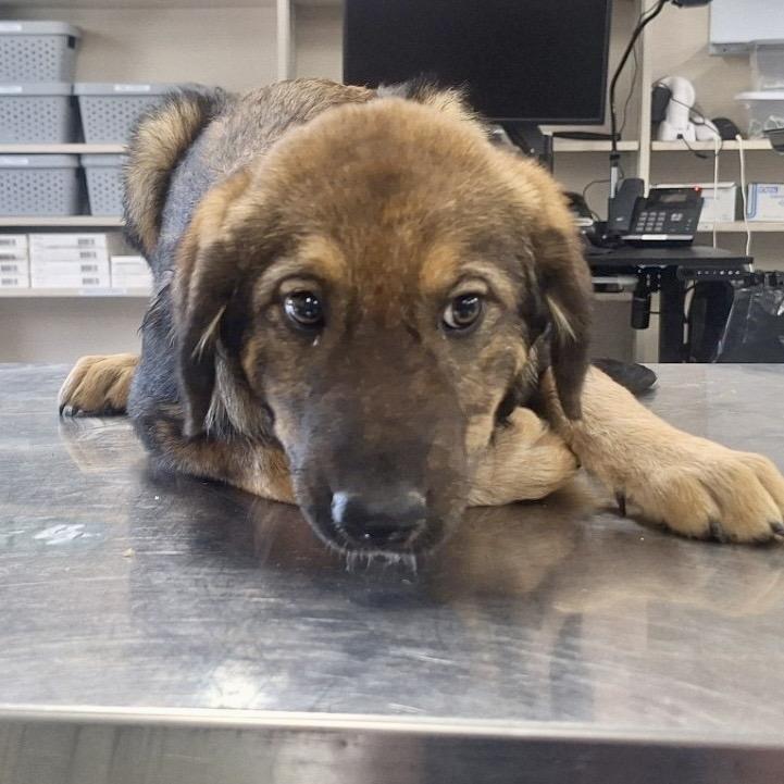 Trinity, a Adoptable mixed breed in Livingston, TX image 2/6