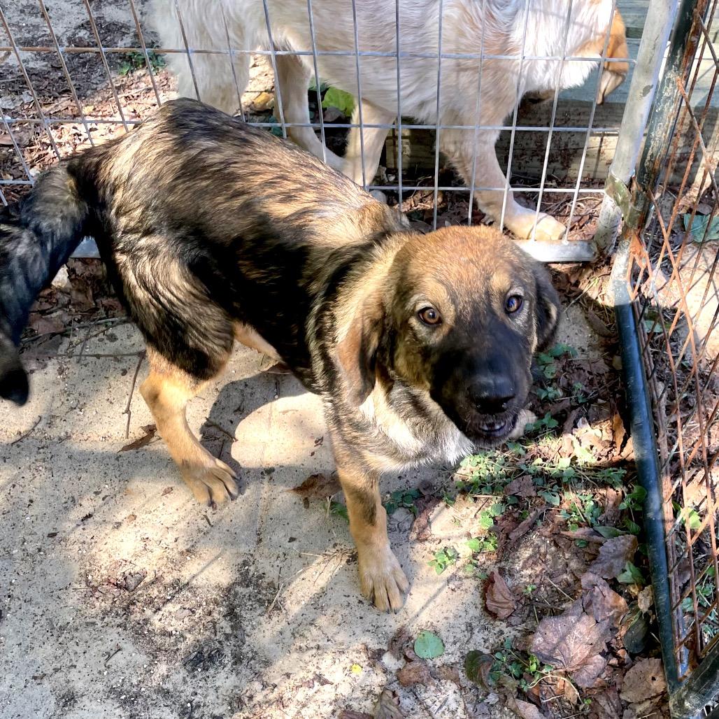 Trinity, a Adoptable mixed breed in Livingston, TX image 3/6