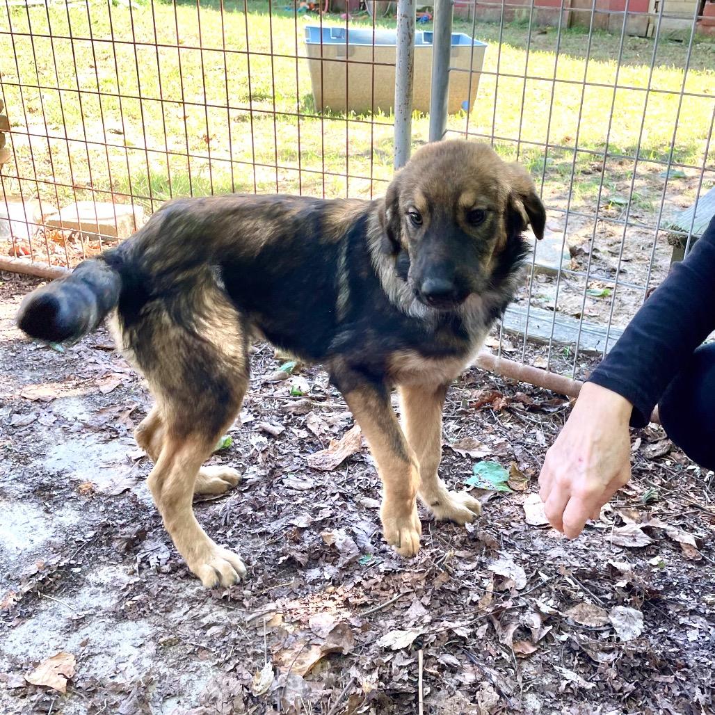 Trinity, a Adoptable mixed breed in Livingston, TX image 4/6