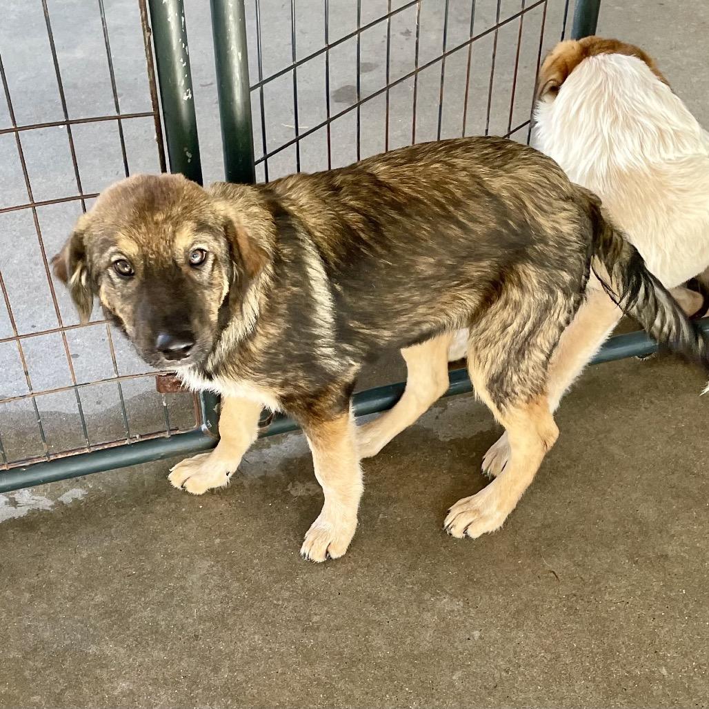 Trinity, a Adoptable mixed breed in Livingston, TX image 5/6