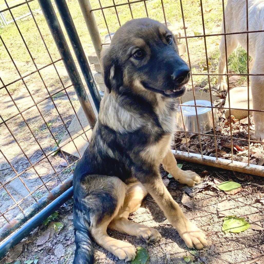 Trinity, a Adoptable mixed breed in Livingston, TX image 6/6