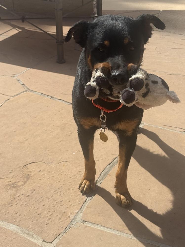 Enlarge Cupcake, a Adoptable Rottweiler in Gilbert, AZ image 1/5