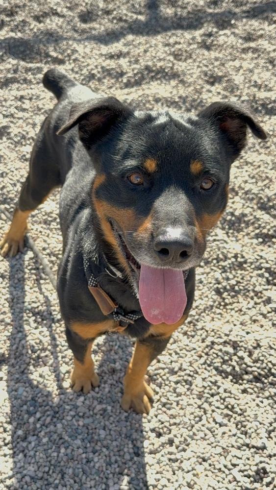 Enlarge Cupcake, a Adoptable Rottweiler in Gilbert, AZ image 1/1