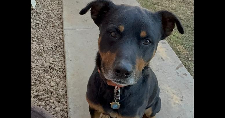 Cupcake, Adoptable, Young Male Rottweiler.