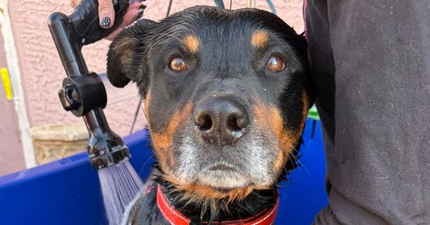 Enlarge Cupcake, a Adoptable Rottweiler in Gilbert, AZ image 3/3