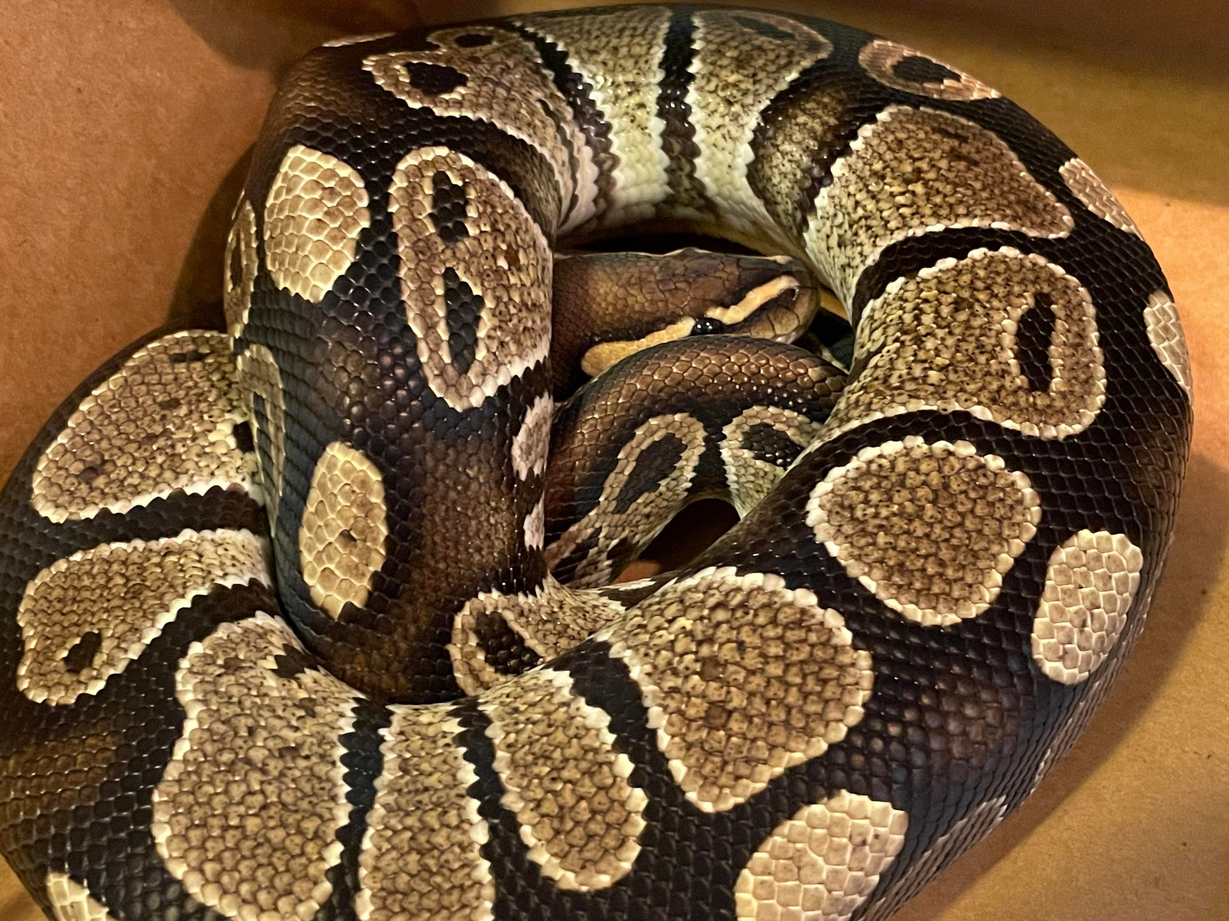Enlarge Rainier, an adoption pending Ball Python in Durham, NC image 1/3