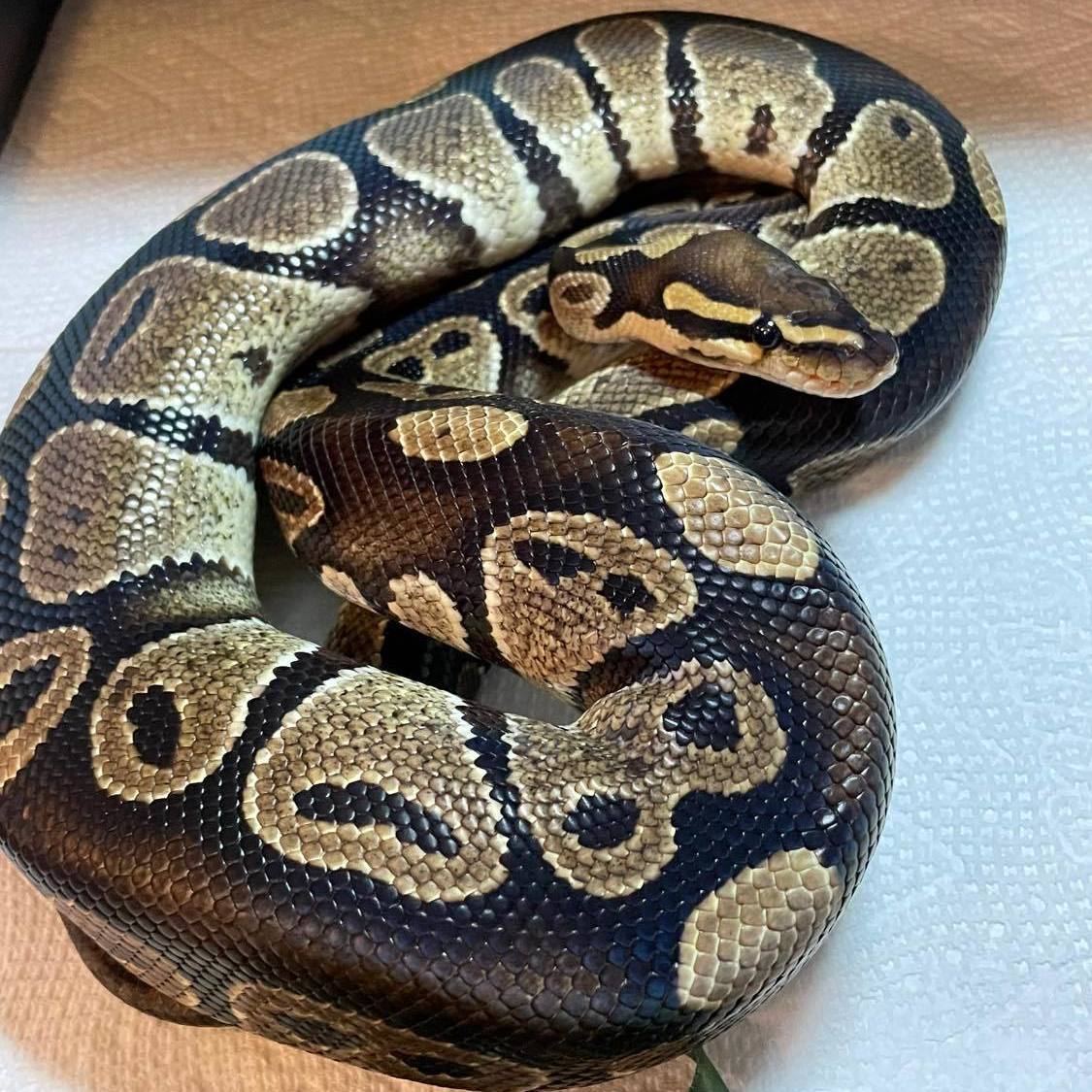 Enlarge Rainier, an adoption pending Ball Python in Durham, NC image 2/3