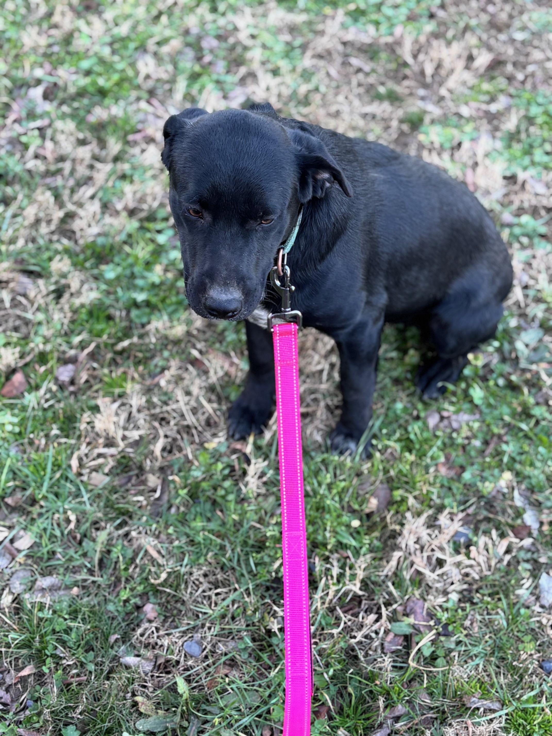 Shade — thumbnail 2