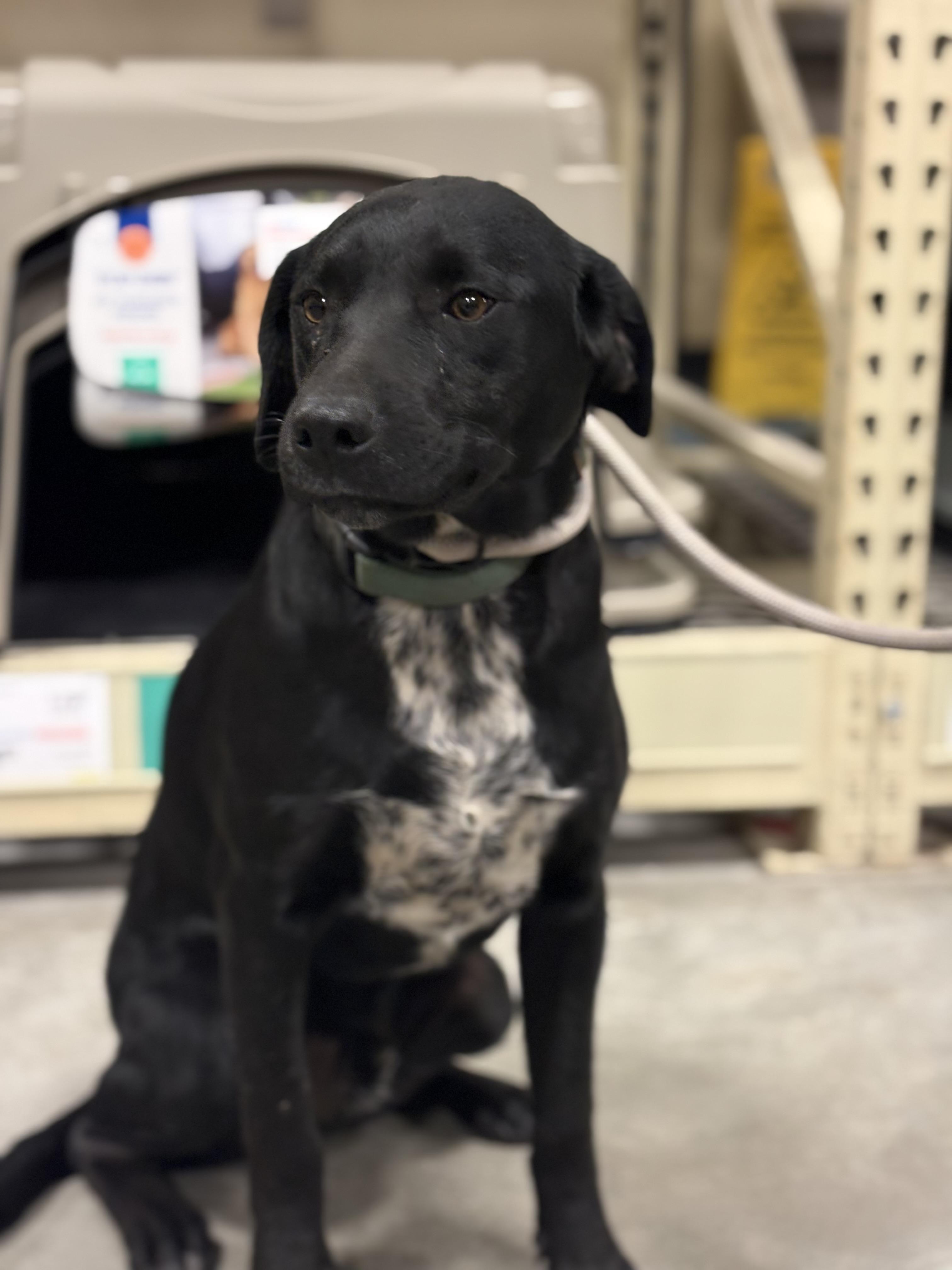 Shade — thumbnail 3