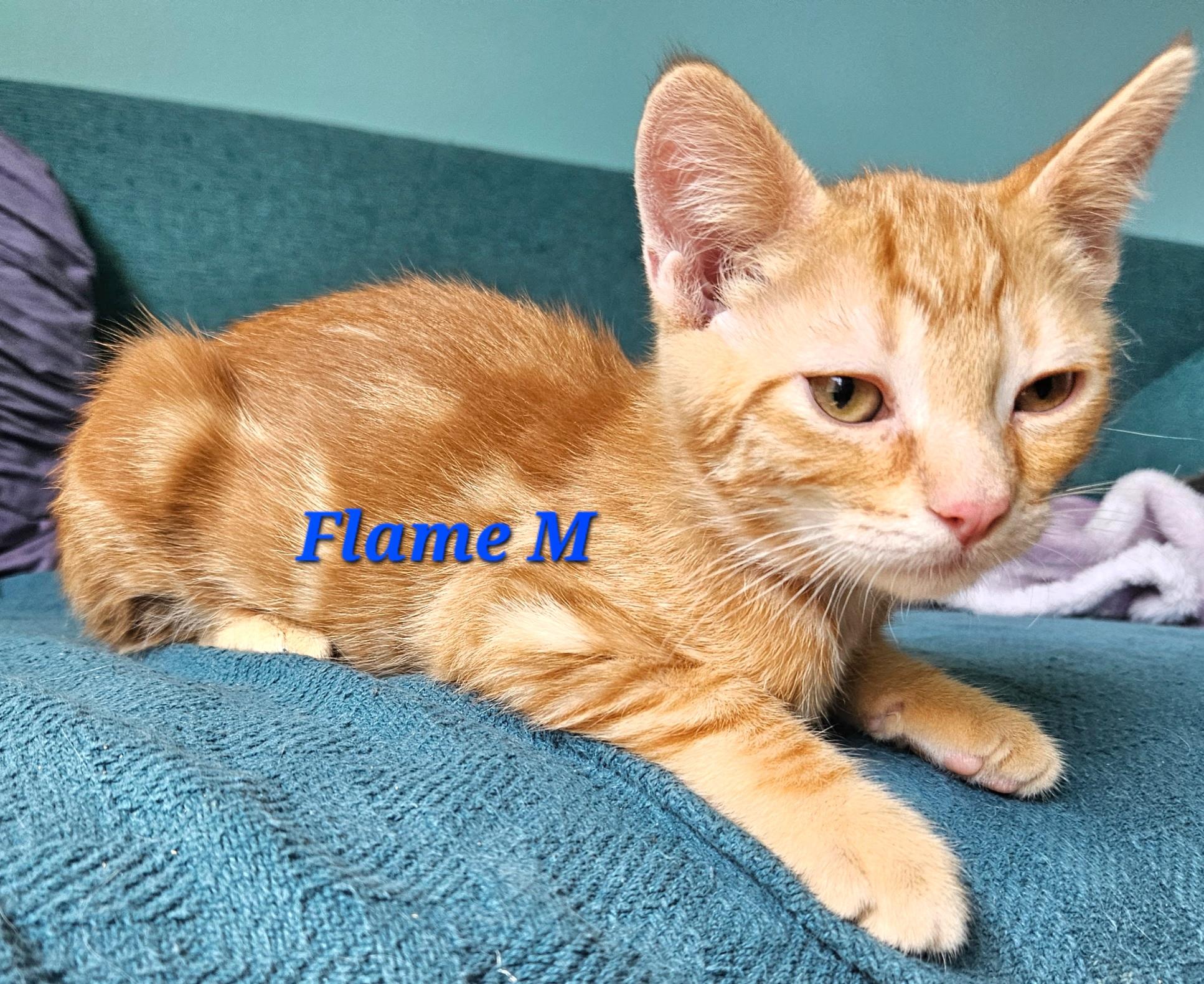 Flame, a Adoptable Tabby in Springfield, OR image 2/3