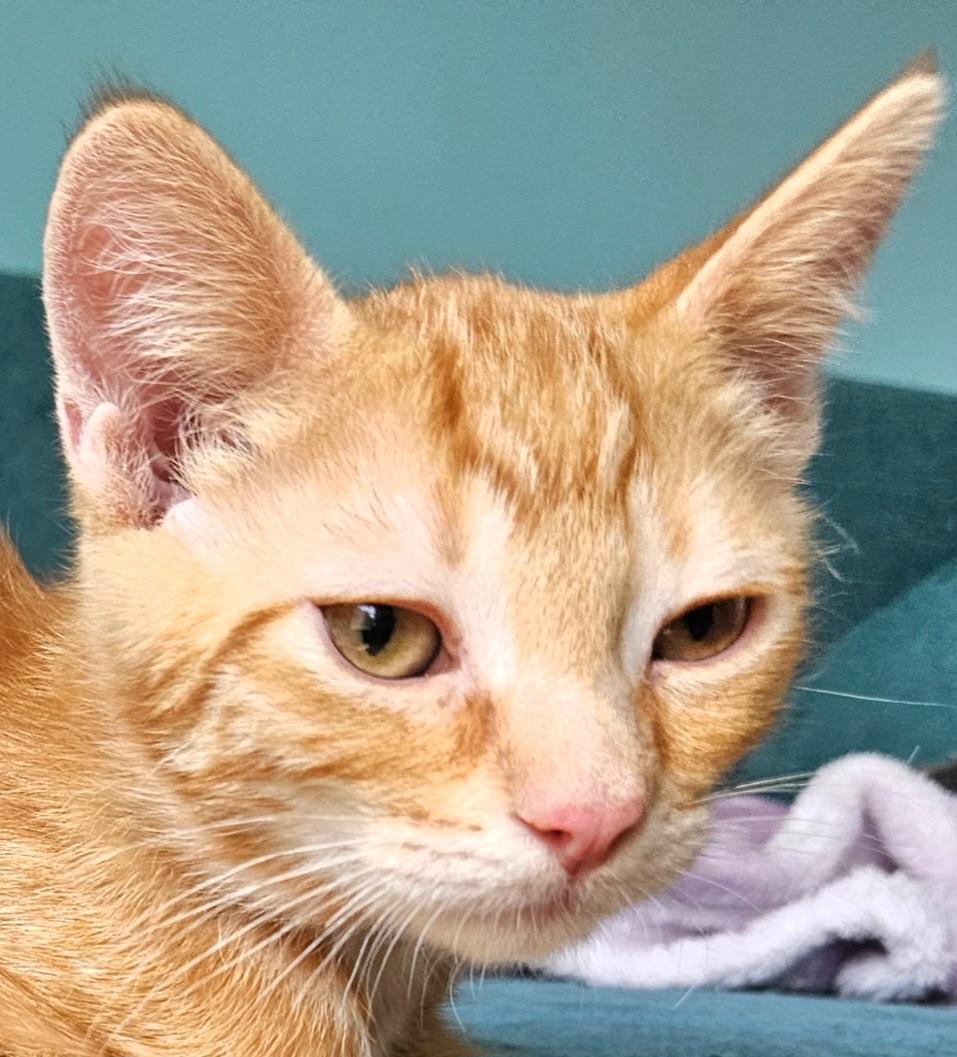 Flame, Adoptable, Kitten Male Tabby.