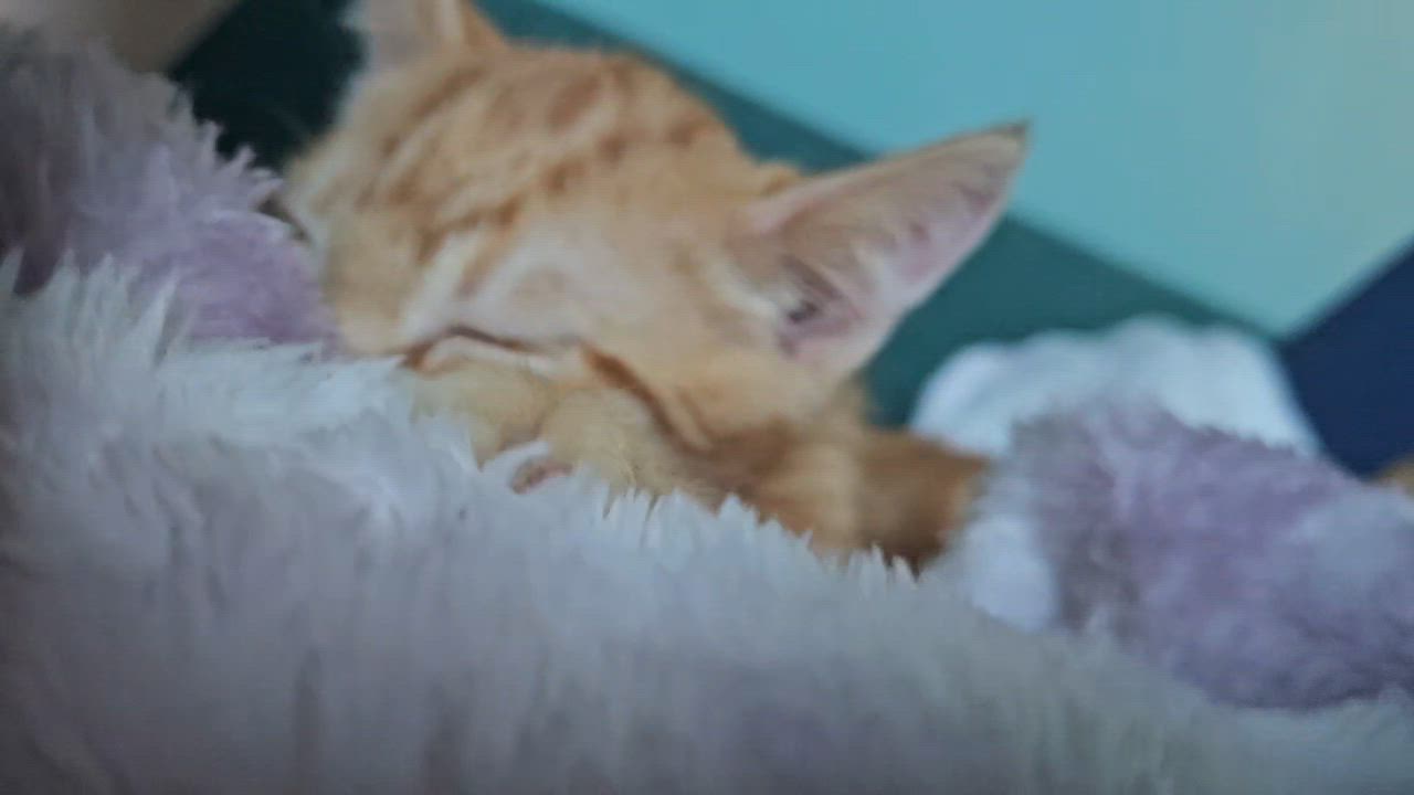 Enlarge Flame, a Adoptable Tabby in Springfield, OR video 3/3