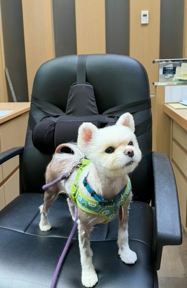 Enlarge Snowball, a Adoptable mixed breed in Toronto, ON image 4/6