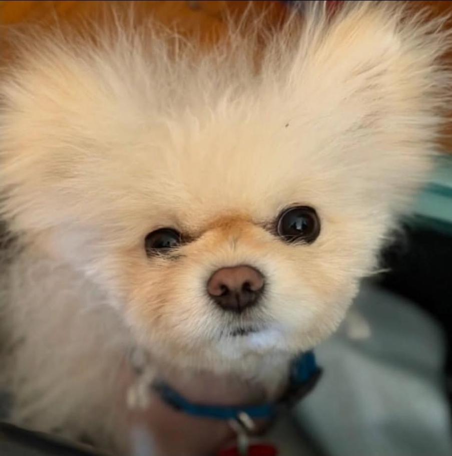 Enlarge Snowball, a Adoptable mixed breed in Toronto, ON image 6/6