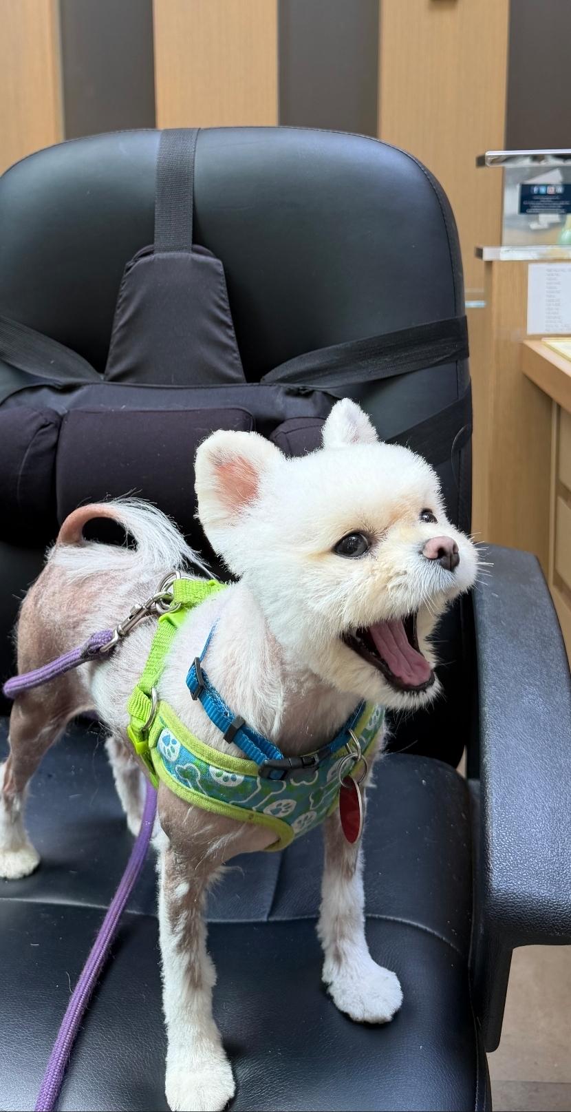 Enlarge Snowball, a Adoptable mixed breed in Toronto, ON image 3/6