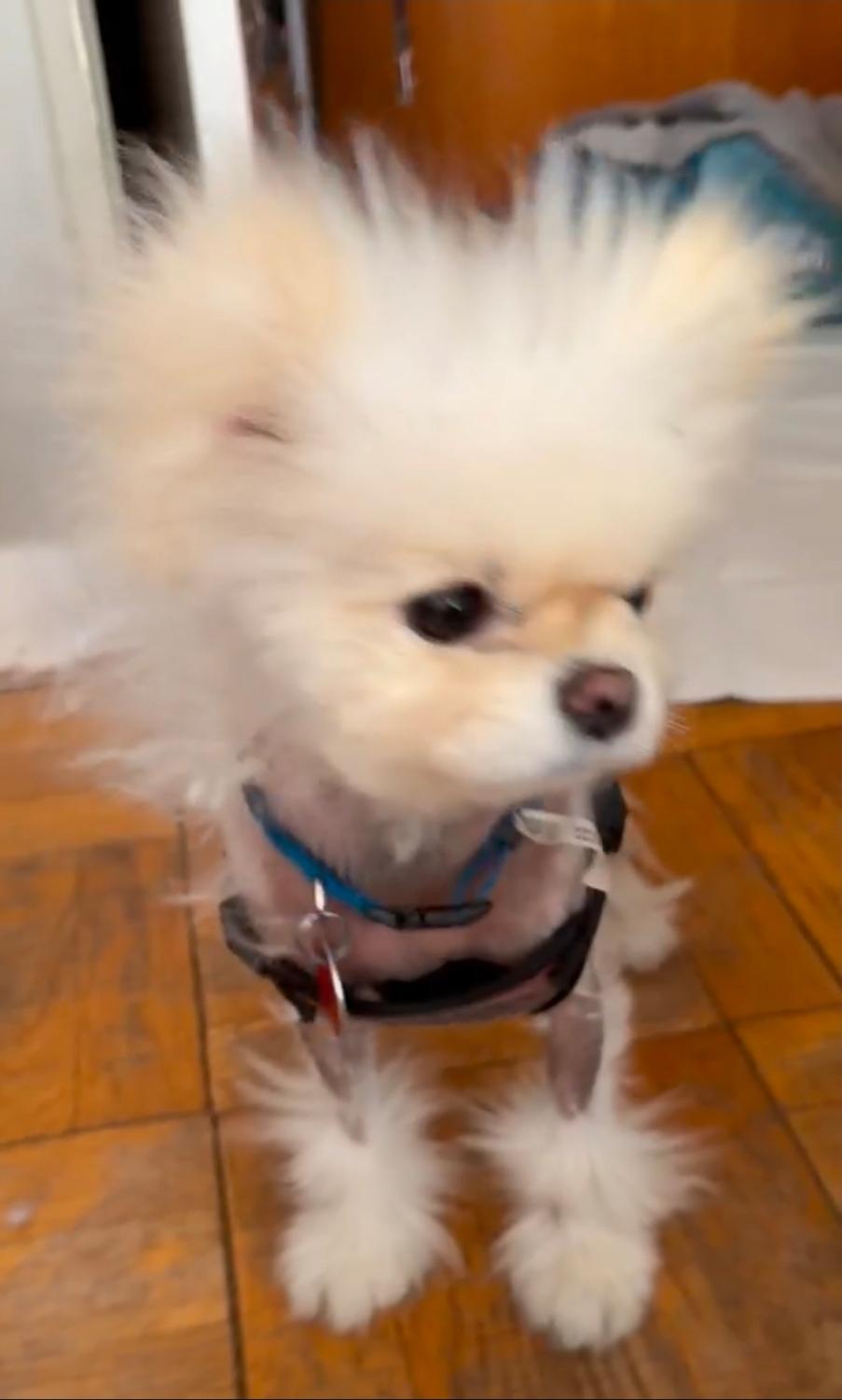 Enlarge Snowball, a Adoptable mixed breed in Toronto, ON image 1/6