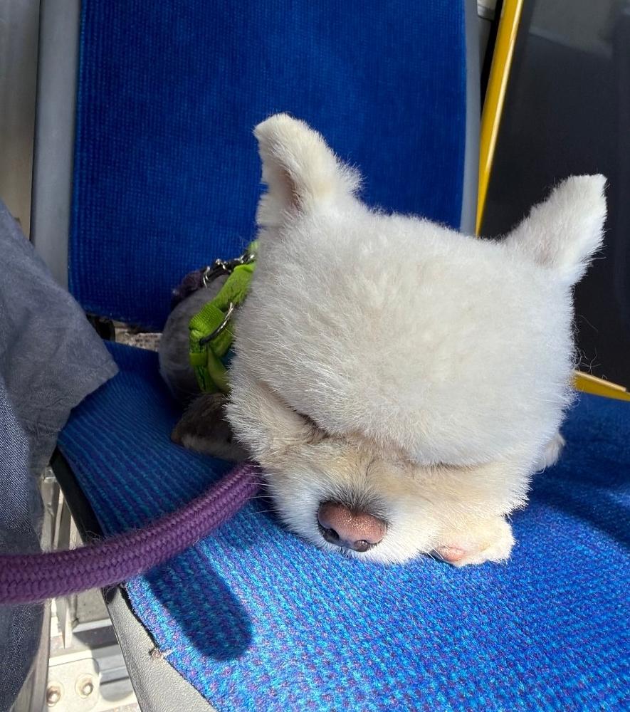 Enlarge Snowball, a Adoptable mixed breed in Toronto, ON image 5/6