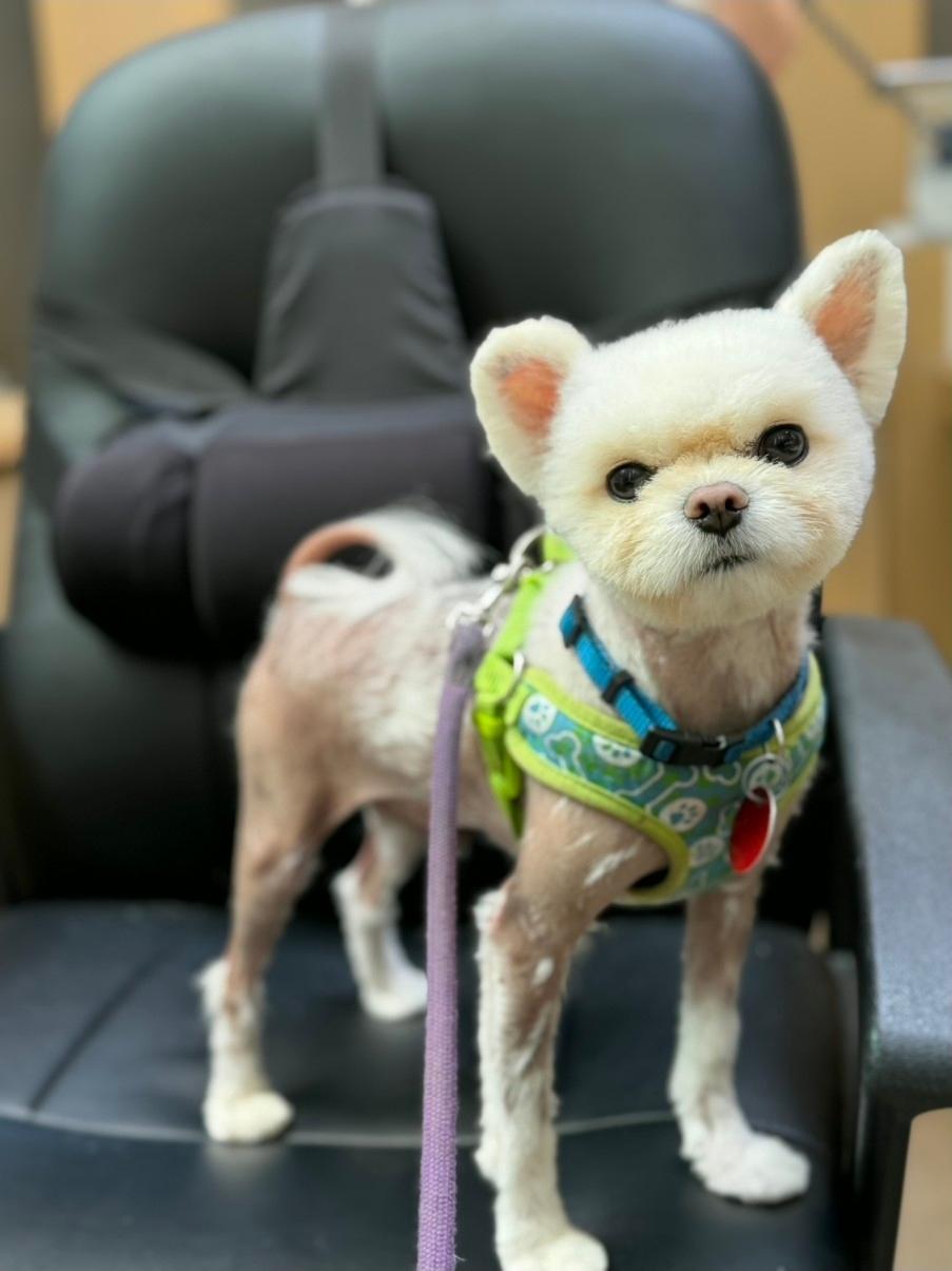 Enlarge Snowball, a Adoptable mixed breed in Toronto, ON image 2/6