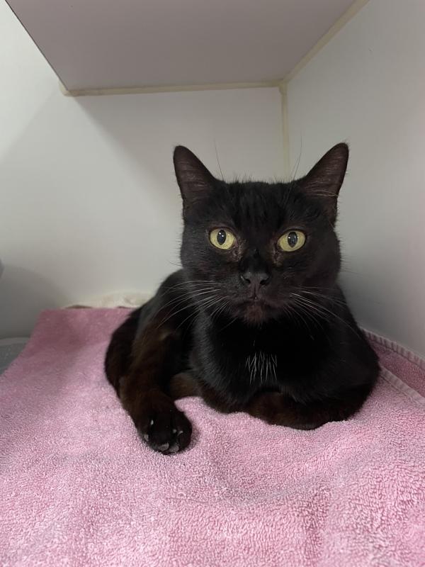 Maisie The Walrus, Adoptable, Adult Female Domestic Short Hair.