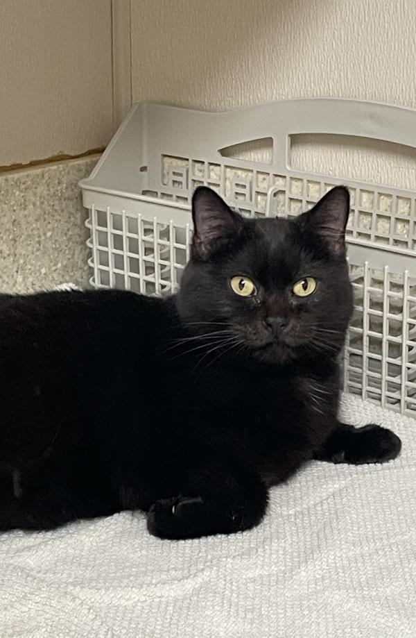 Maisie The Walrus, a Adoptable mixed breed in Columbus, OH image 2/2