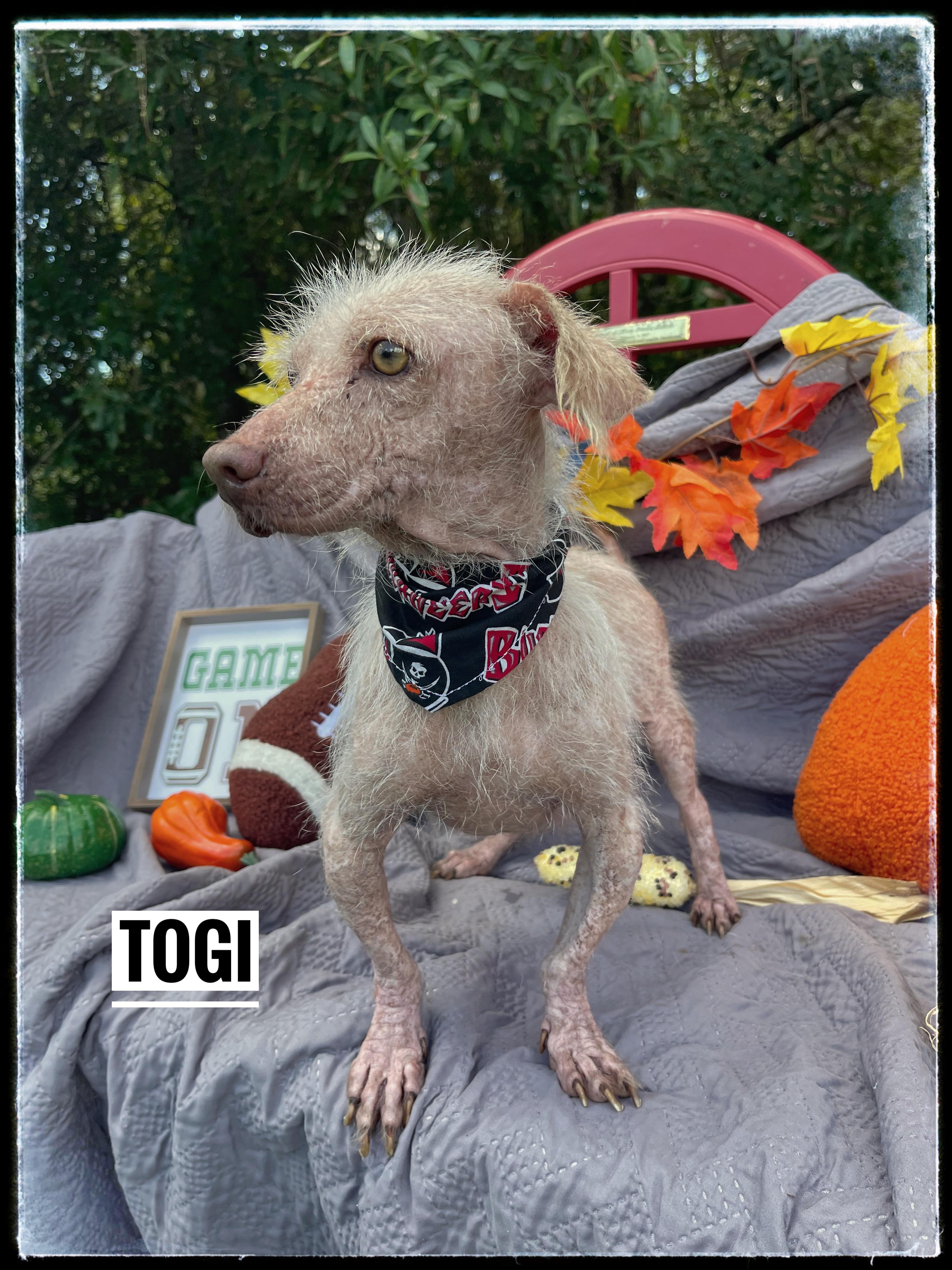 Togi