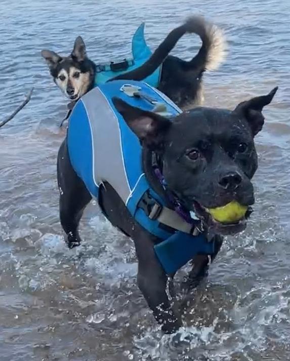 Dexter, Adoptable, Adult Male American Bulldog & Boxer.