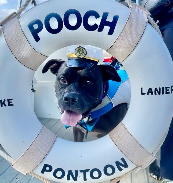 Enlarge Dexter, a Adoptable mixed breed in Decatur, GA image 3/3