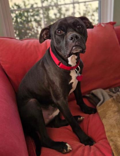 Enlarge Dexter, a Adoptable mixed breed in Decatur, GA image 3/3