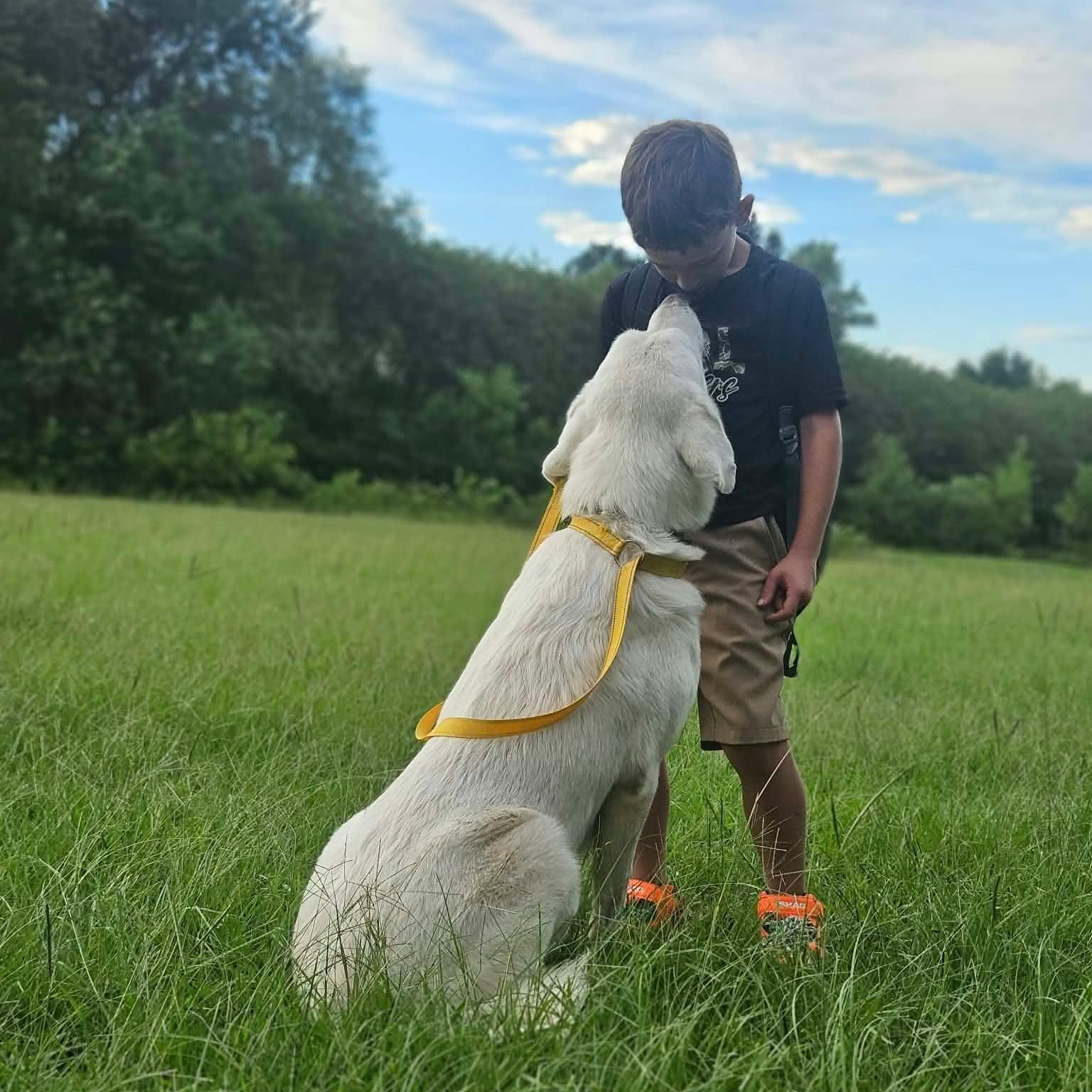 Enlarge Sneaux (snow), a Adoptable mixed breed in Bethpage, NY image 2/5