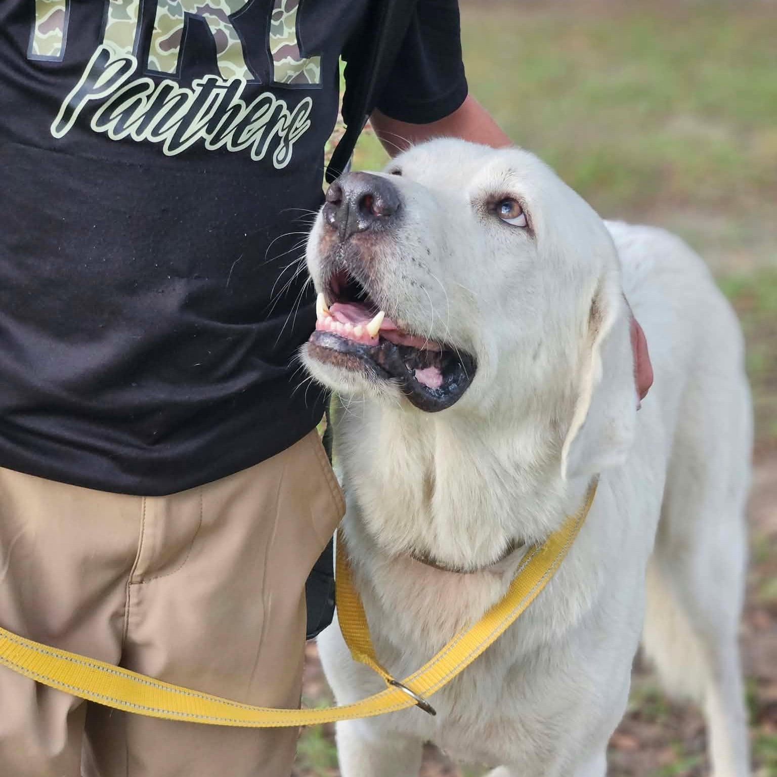 Enlarge Sneaux (snow), a Adoptable mixed breed in Bethpage, NY image 1/5