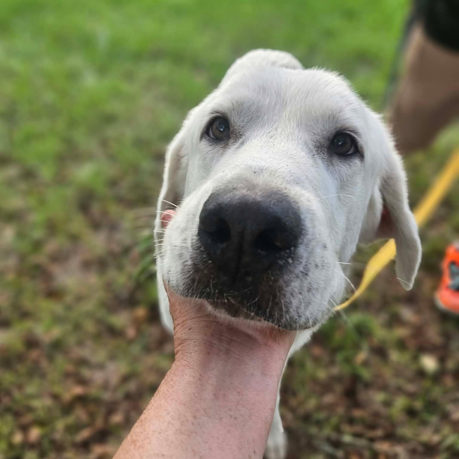 Enlarge Sneaux (snow), a Adoptable mixed breed in Bethpage, NY image 3/5