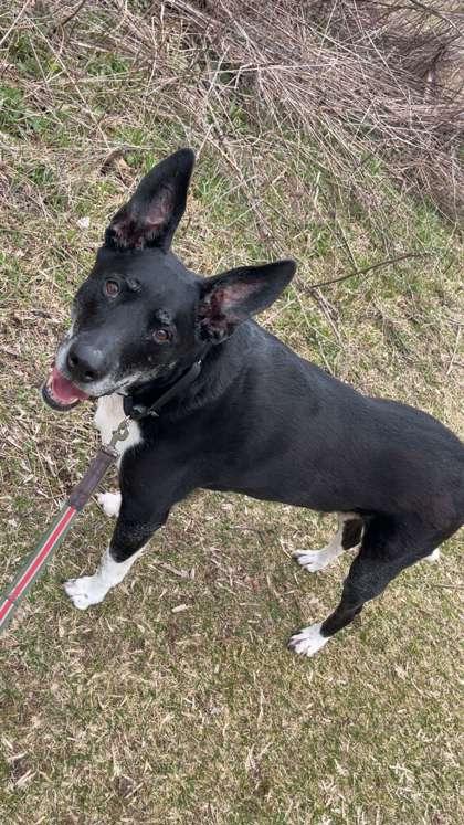Samson, Adoptable, Senior Male German Shepherd Dog & Mixed Breed.