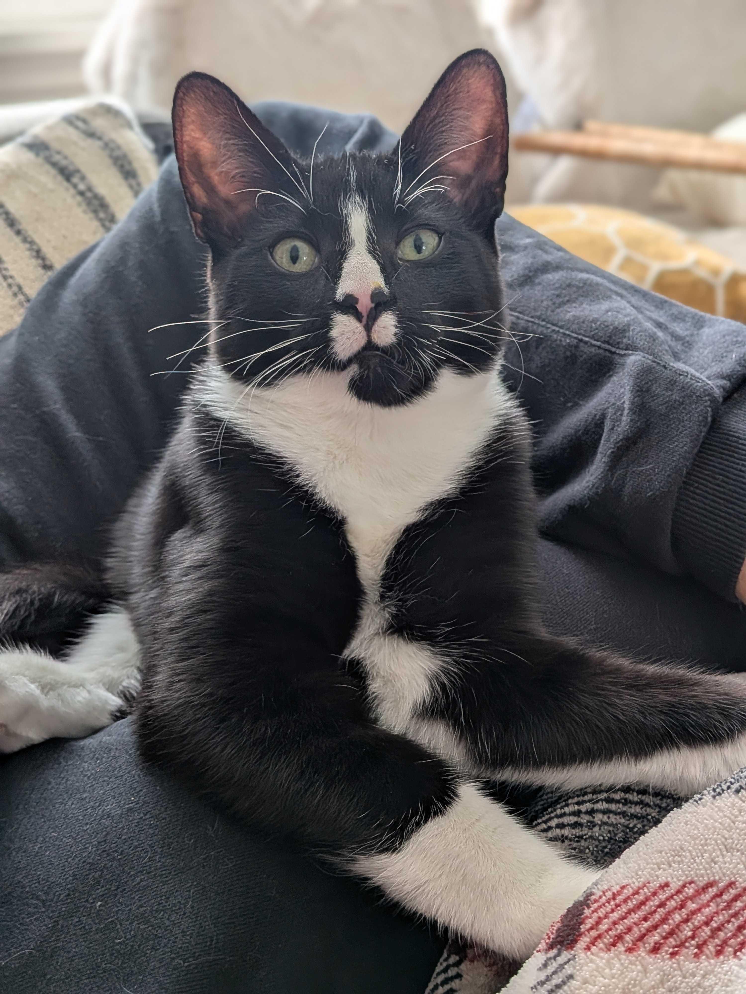 Maki, an adopted Domestic Short Hair in Wakefield, QC image 3/6