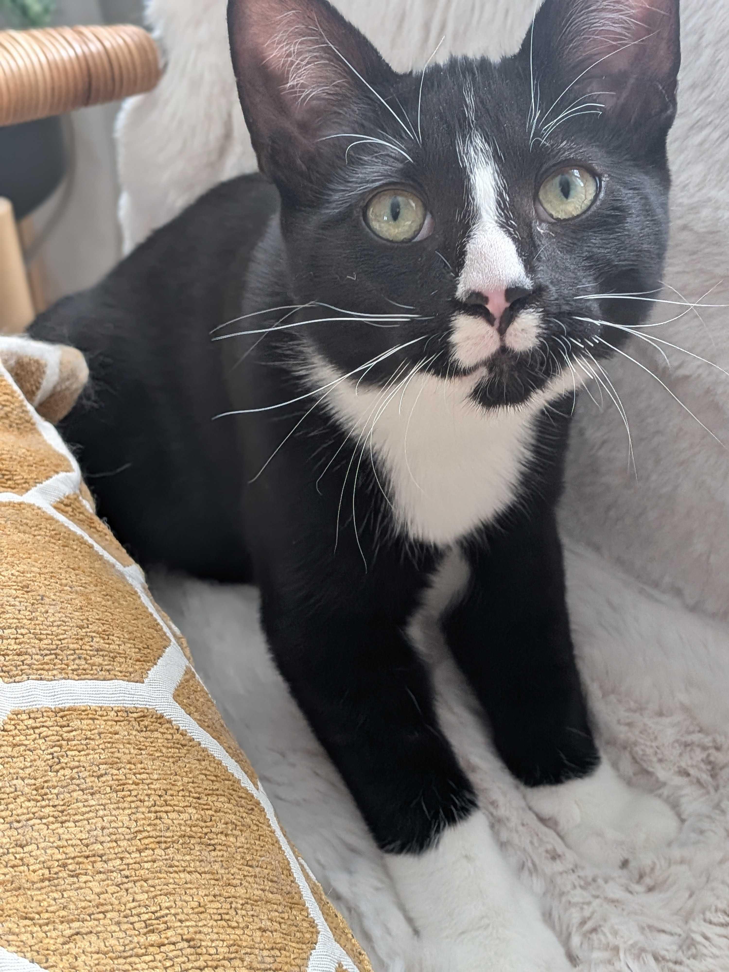 Maki, an adopted Domestic Short Hair in Wakefield, QC image 2/6
