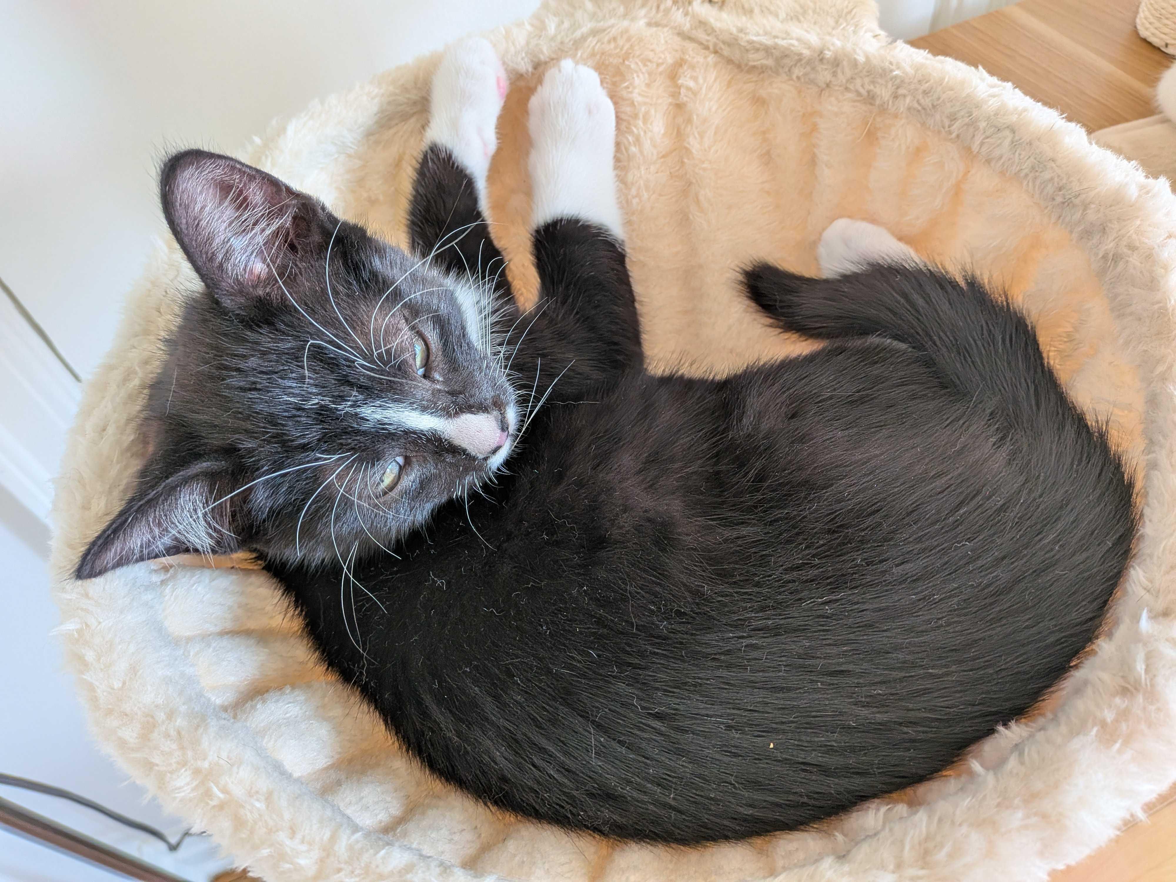 Maki, a Adoptable Domestic Short Hair in Wakefield, QC image 3/6