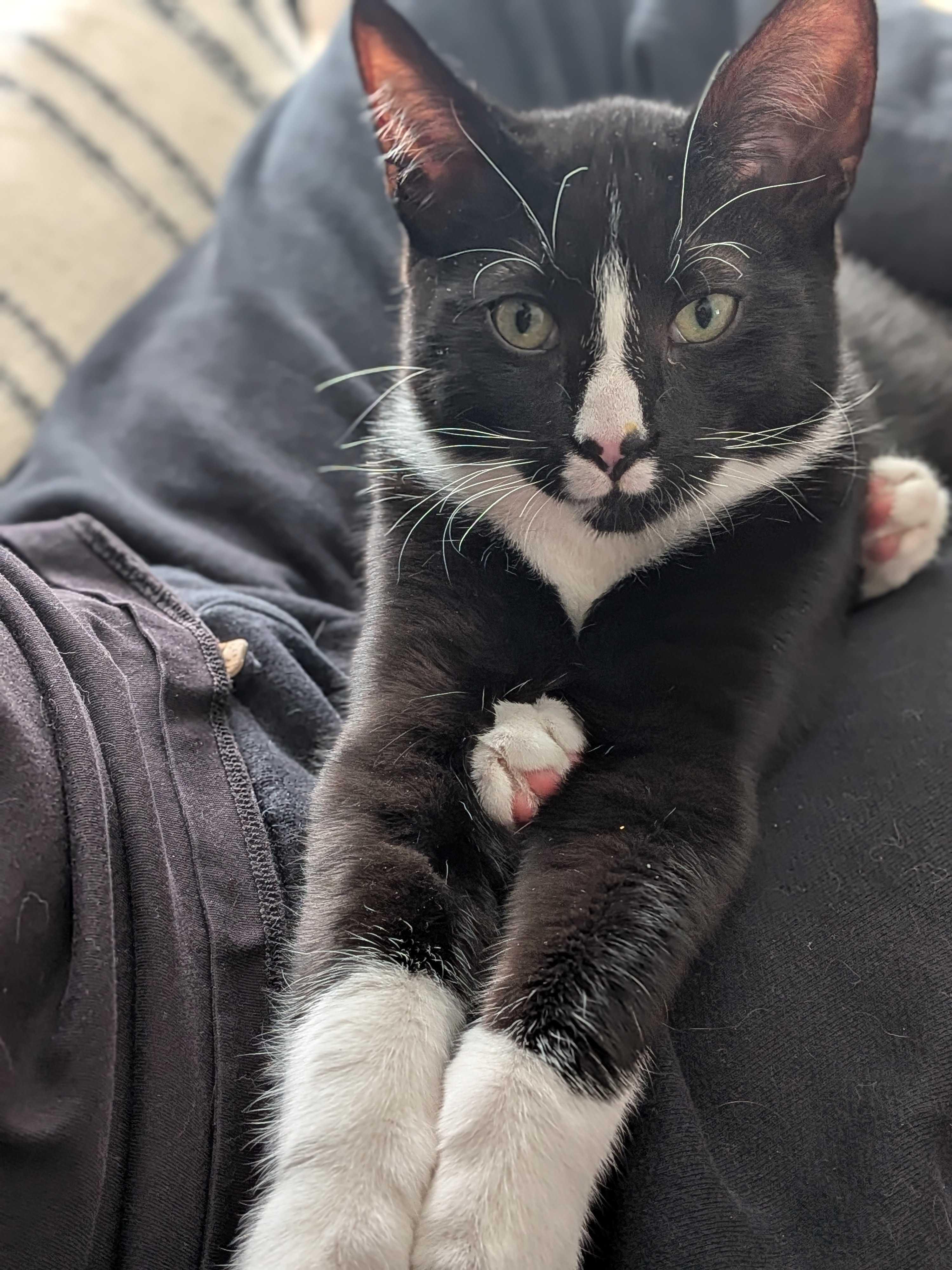 Maki, an adopted Domestic Short Hair in Wakefield, QC image 4/6