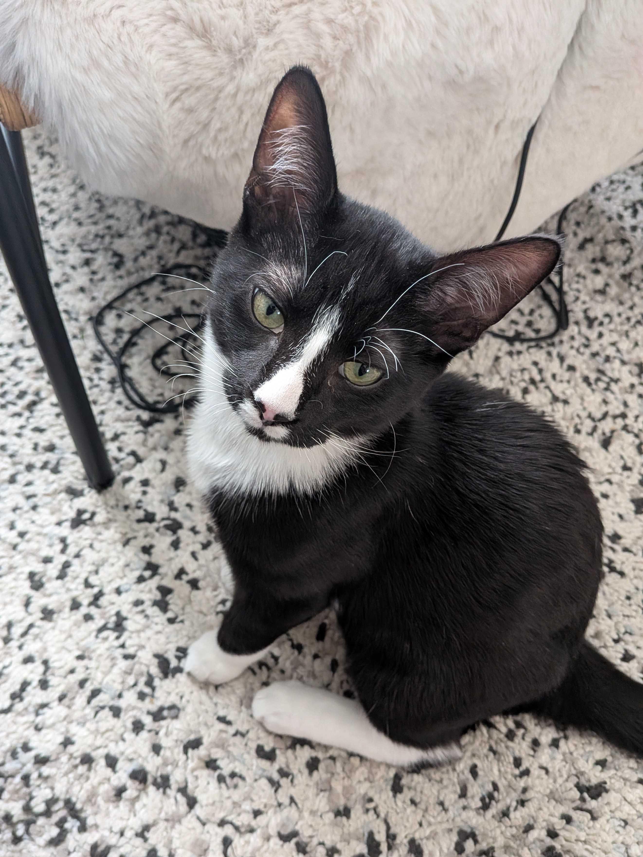 Maki, an adopted Domestic Short Hair in Wakefield, QC image 1/6