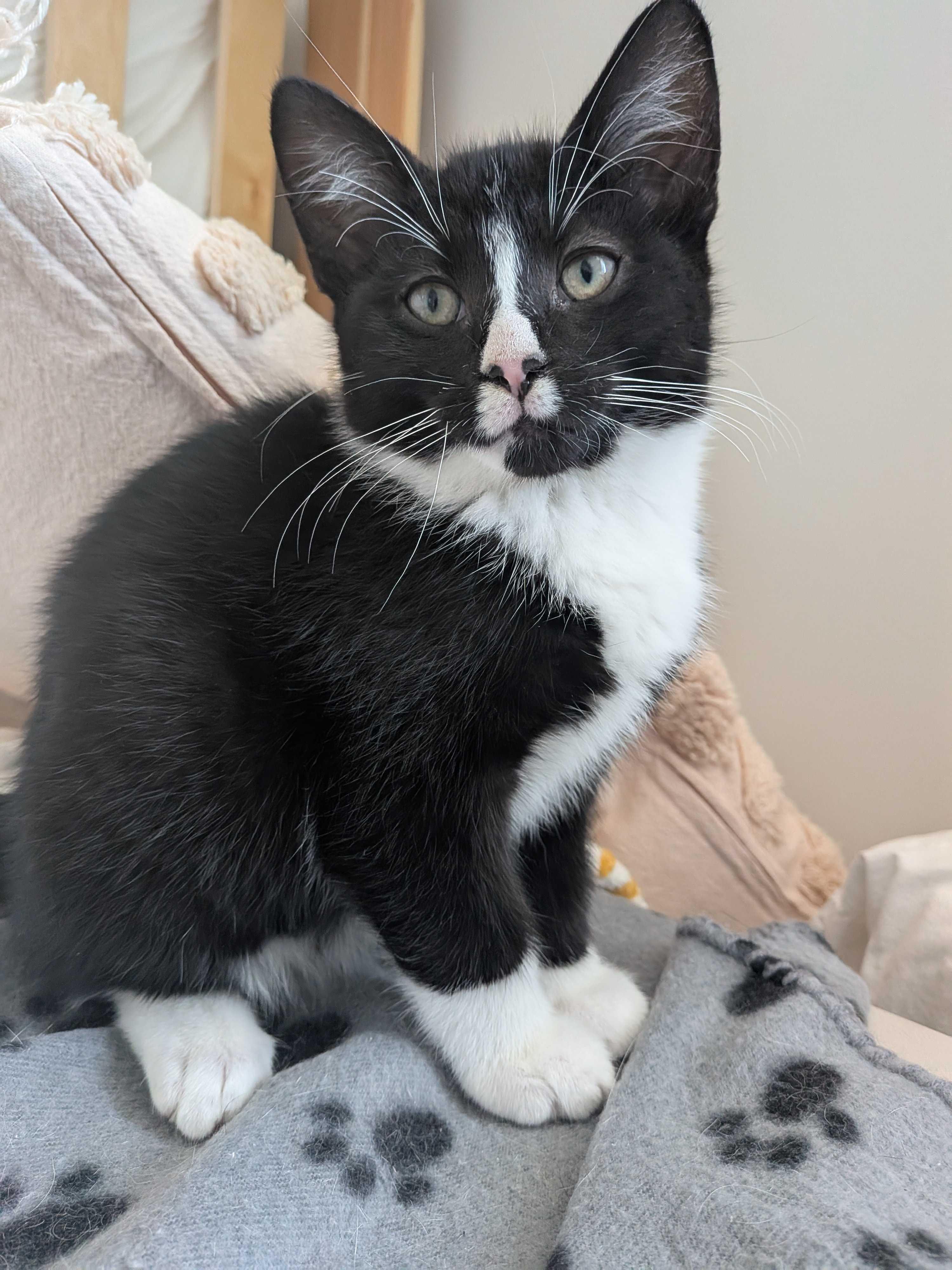 Maki, a Adoptable Domestic Short Hair in Wakefield, QC image 2/6