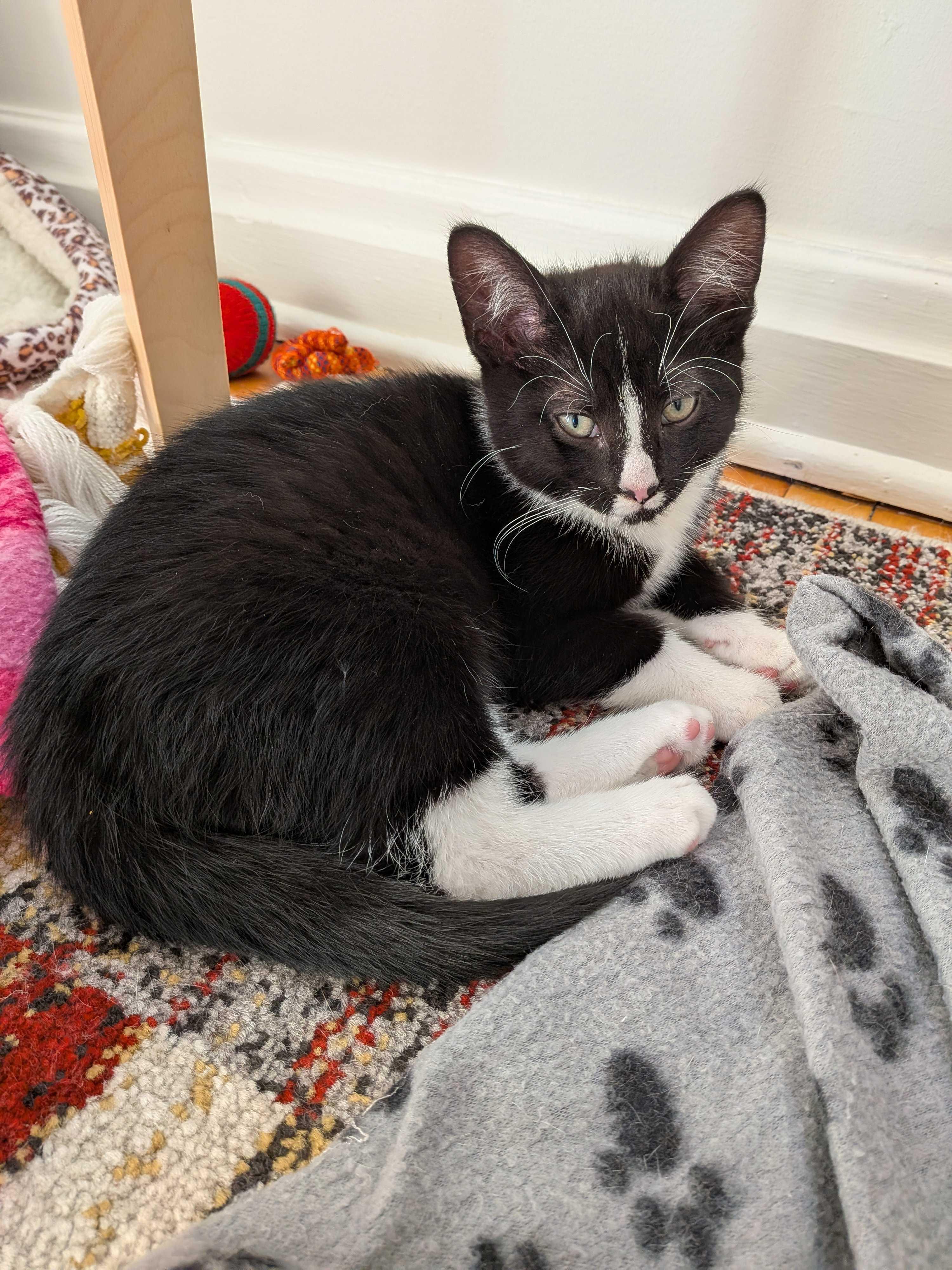 Maki, a Adoptable Domestic Short Hair in Wakefield, QC image 4/6