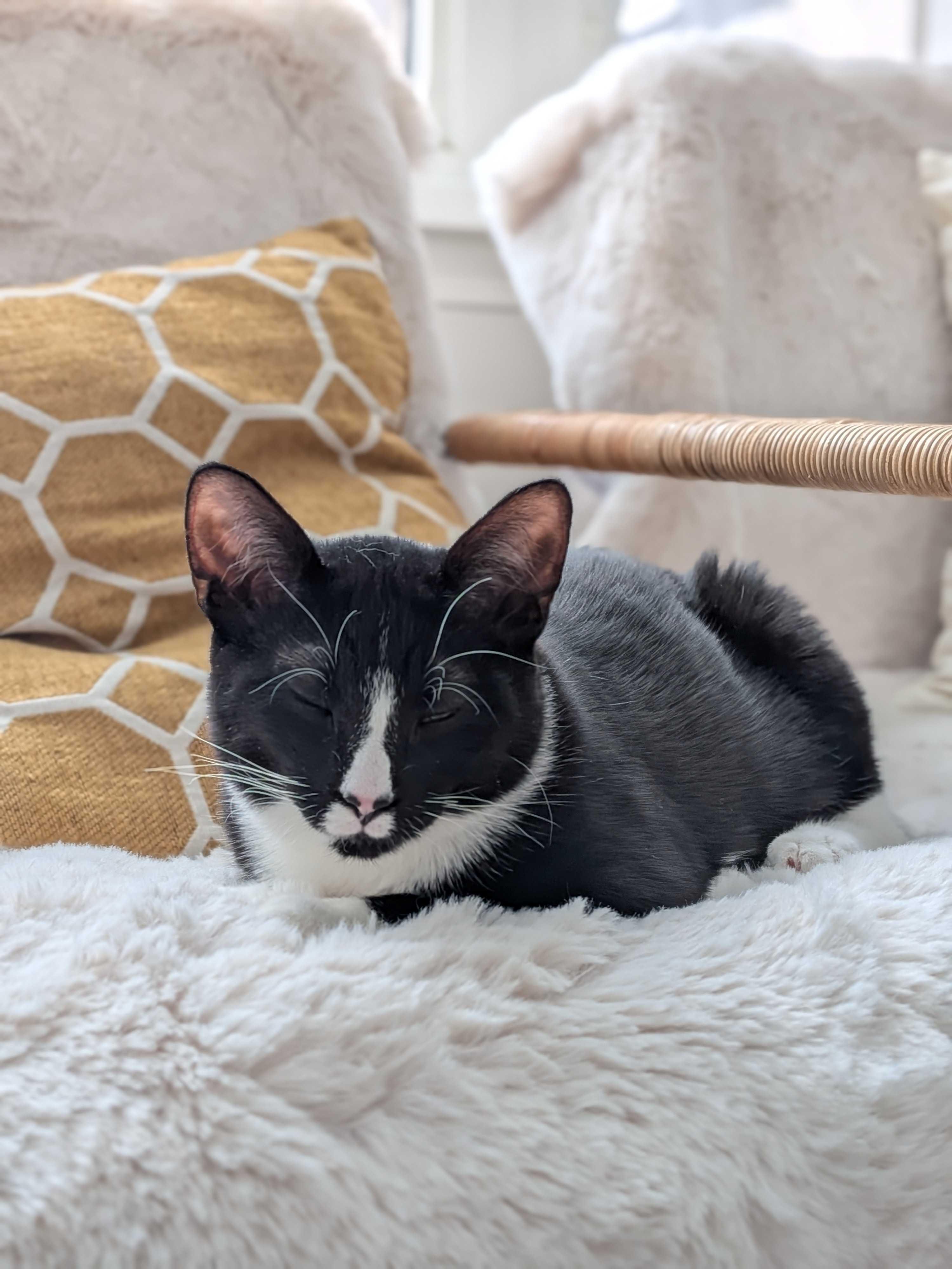Maki, an adopted Domestic Short Hair in Wakefield, QC image 5/6