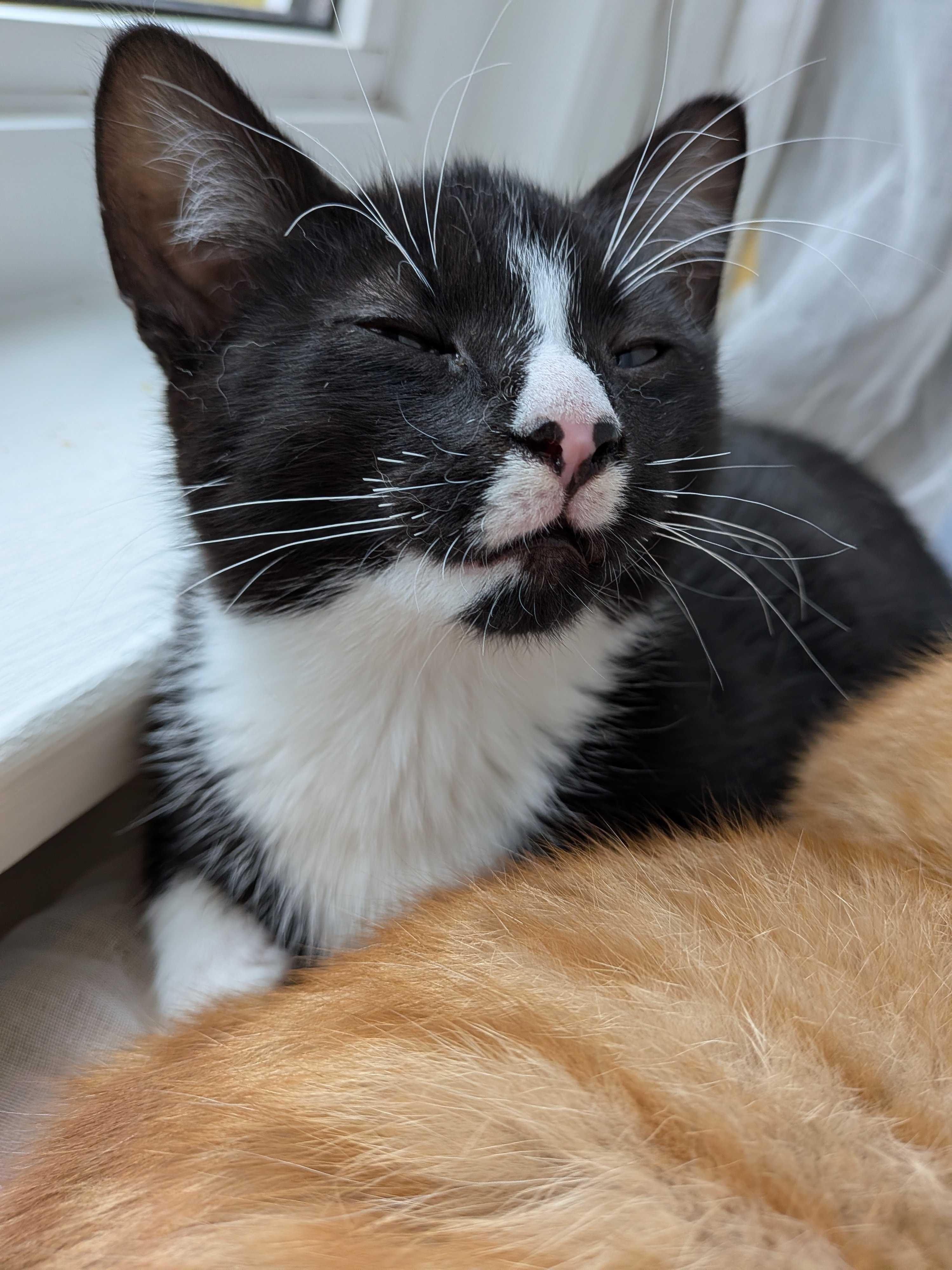 Maki, a Adoptable Domestic Short Hair in Wakefield, QC image 5/6